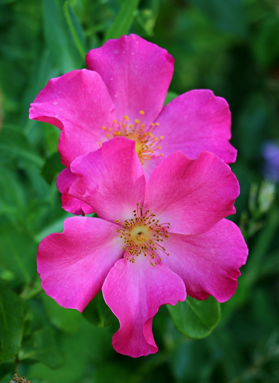 rose garden flower free photo