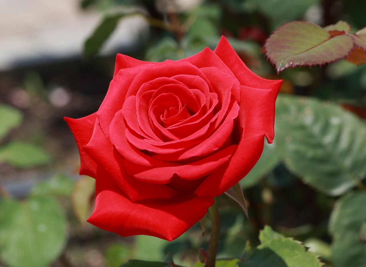 rose red flower free photo