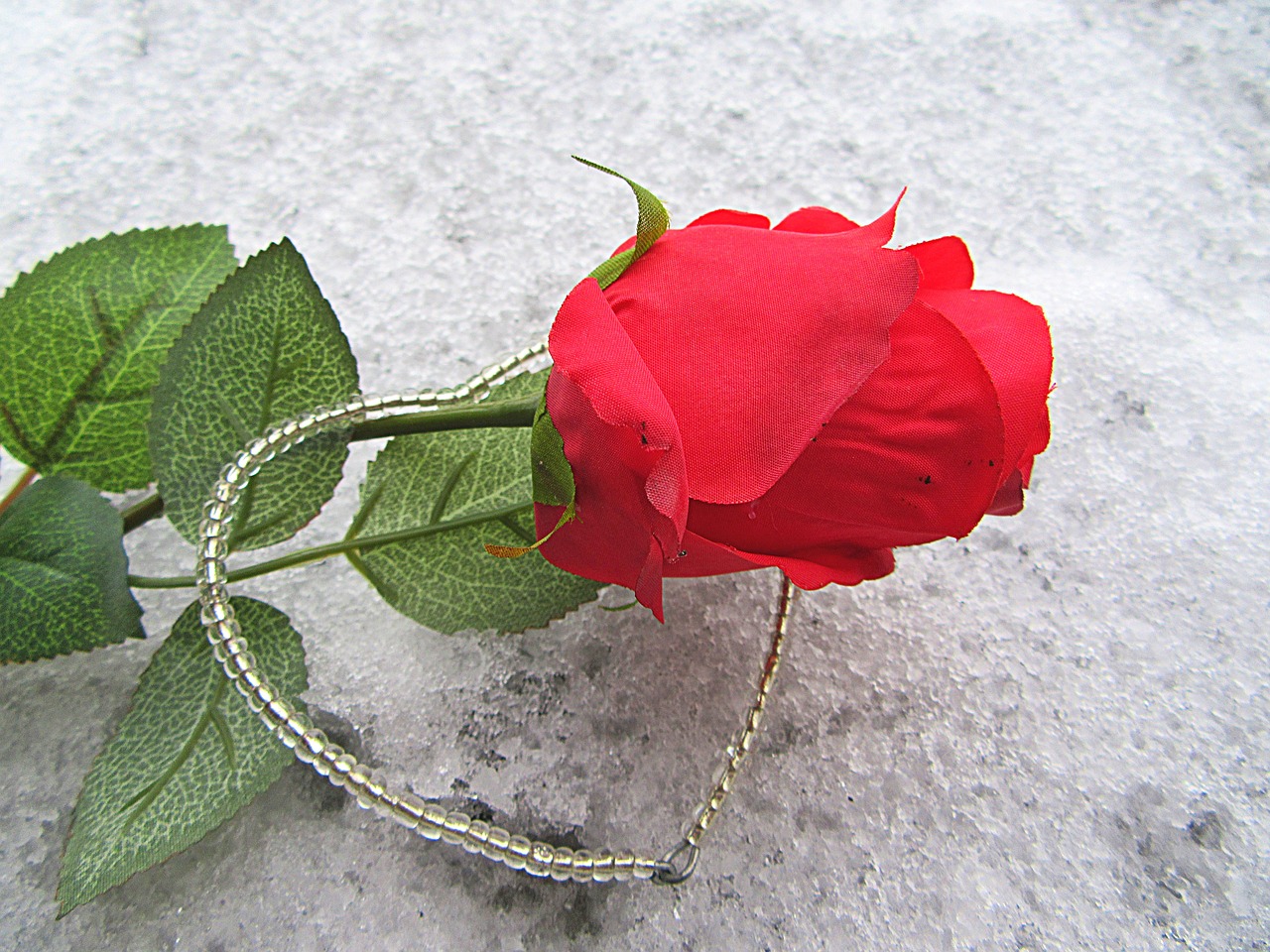 rose the heart of snow free photo