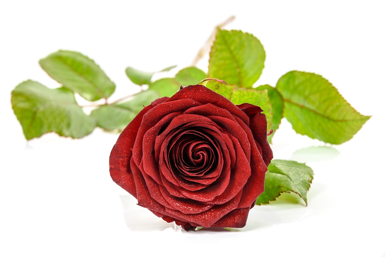 rose nature gift free photo