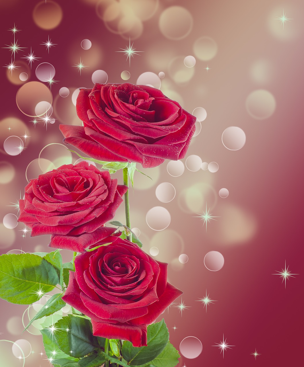 rose flower red free photo