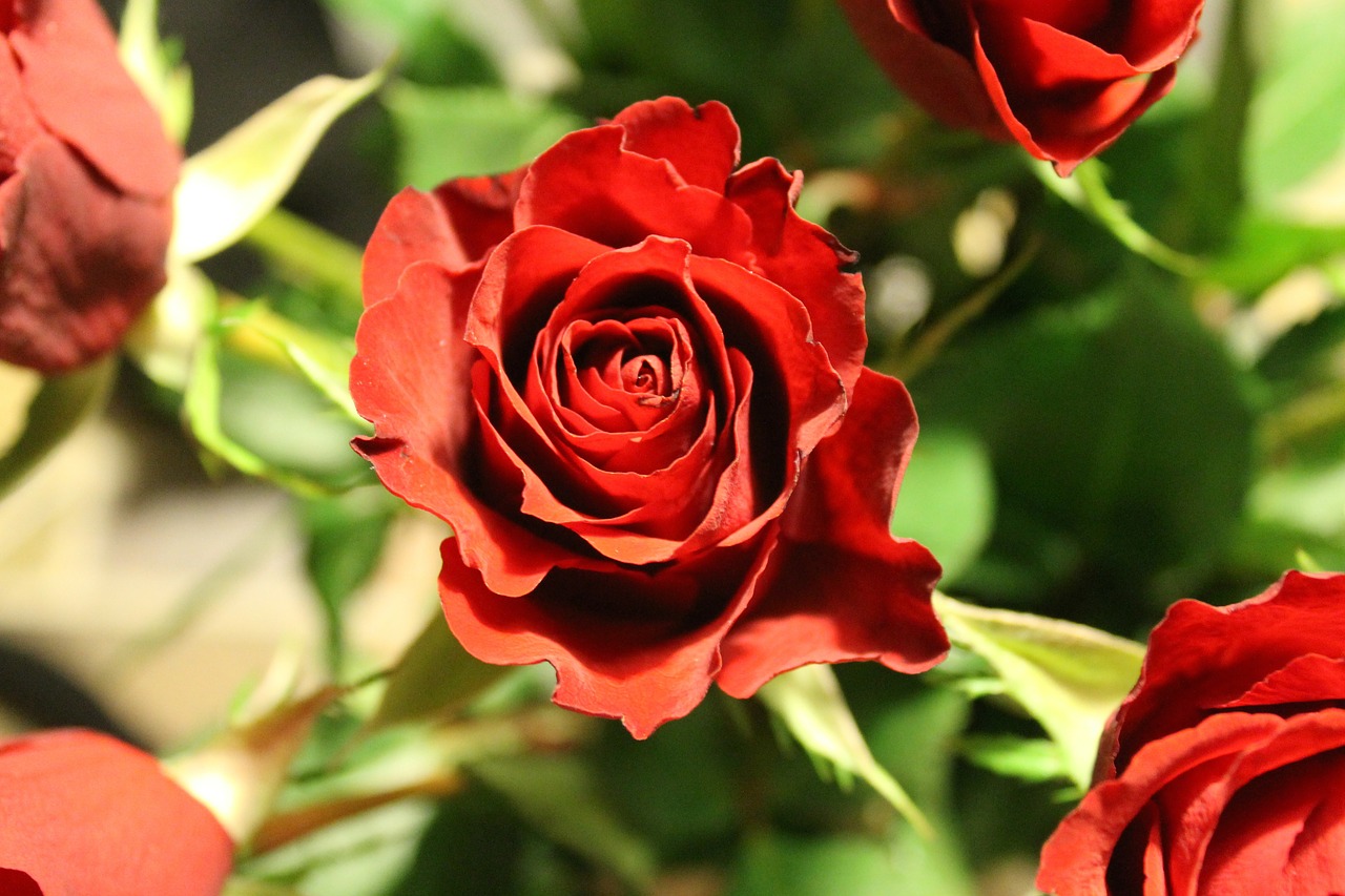 rose red flower free photo