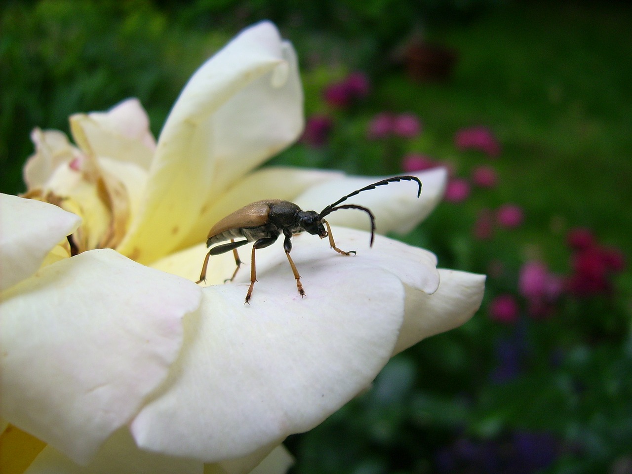 rose insect flight insect free photo