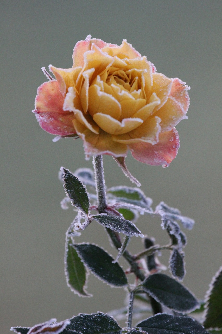 rose november winter free photo