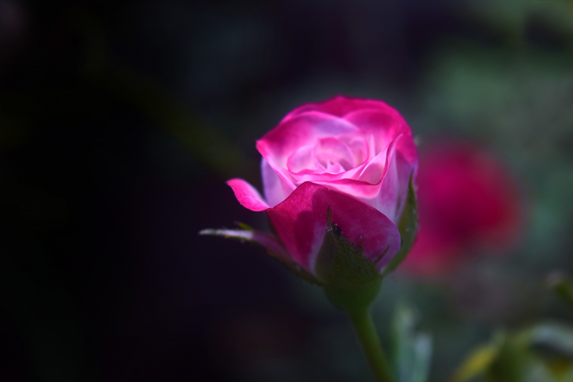 rose flower bud free photo