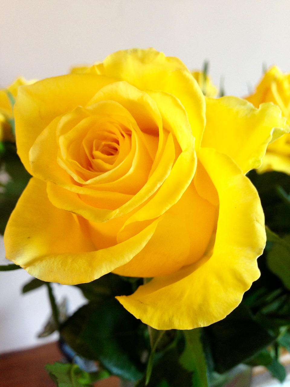 rose yellow flower free photo