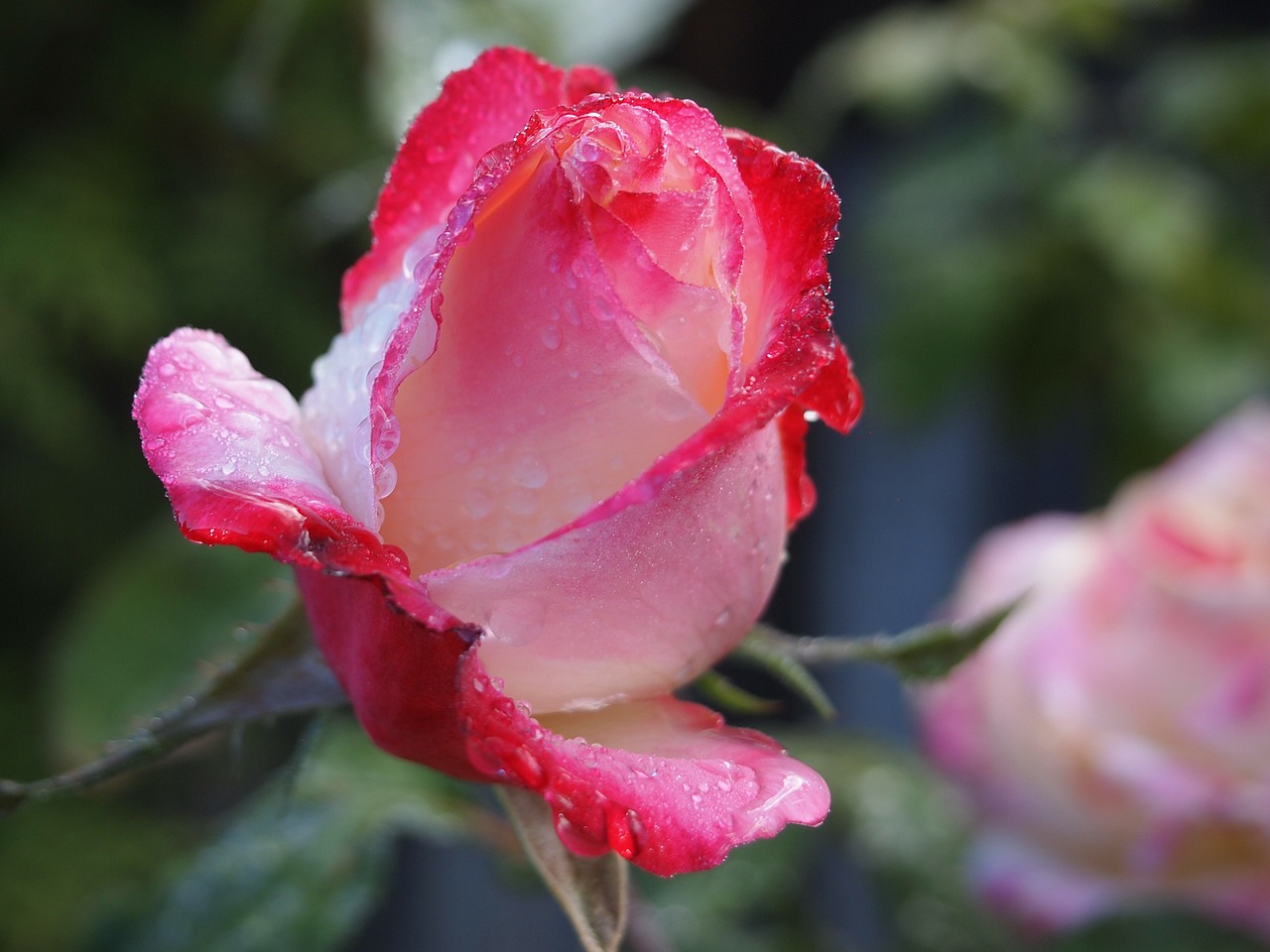 rose flower pink free photo