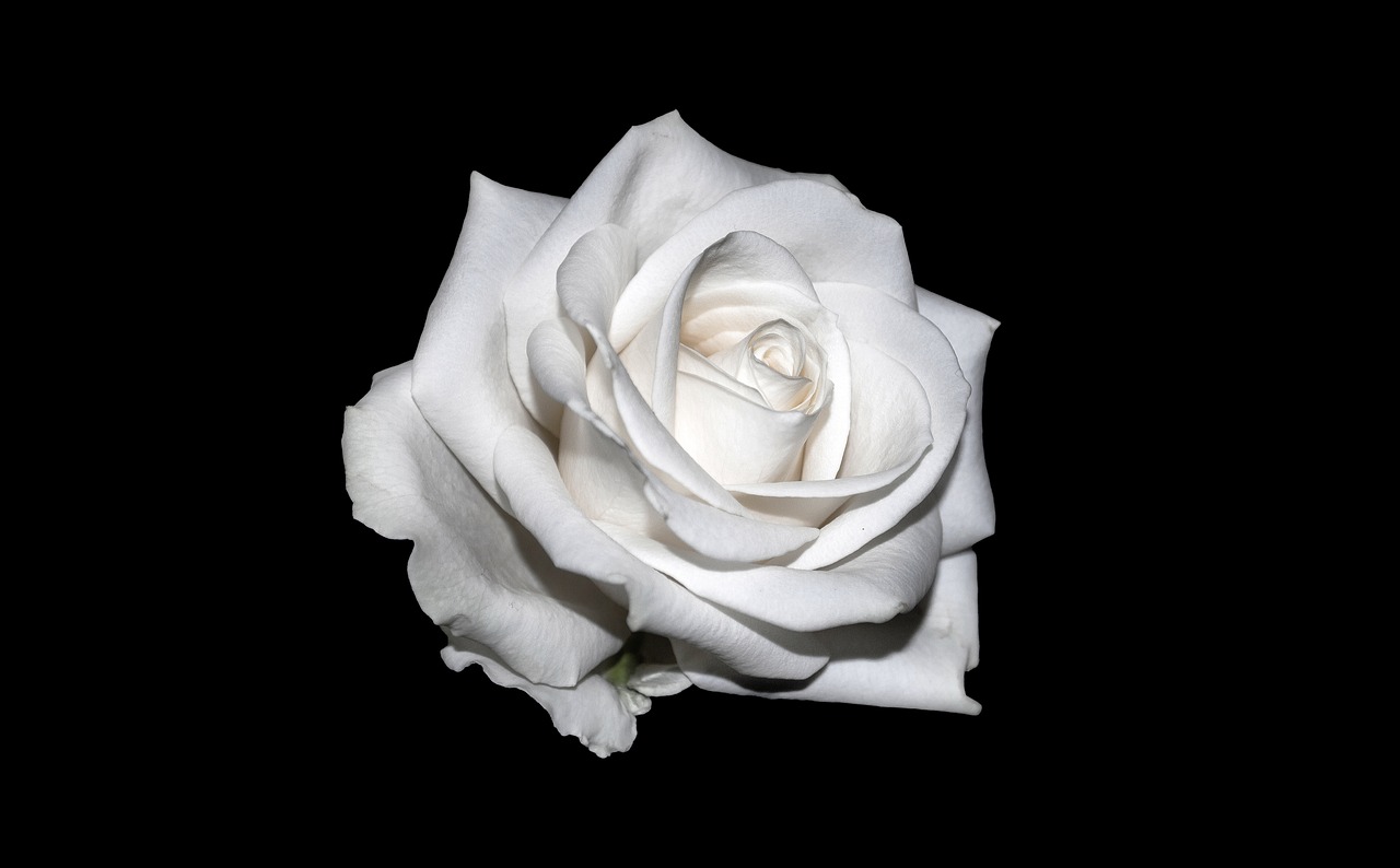 rose white background free photo