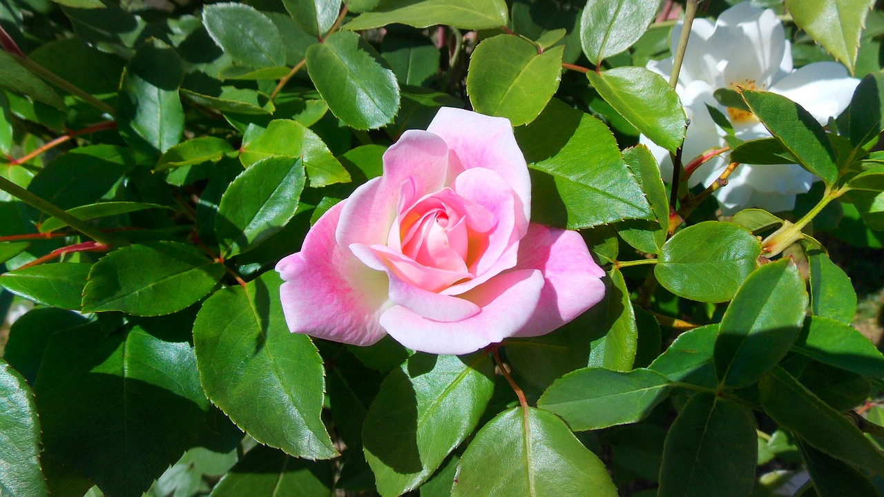 rose flower perennial free photo