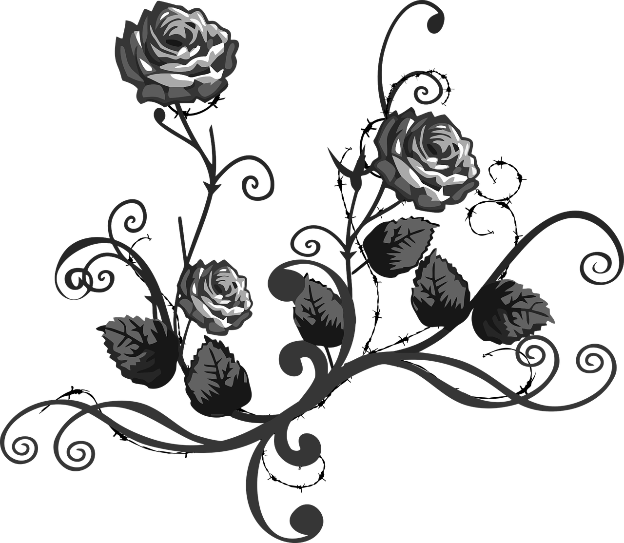 rose black white free photo