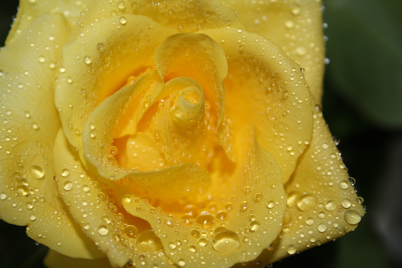 rose yellow drop of water free photo