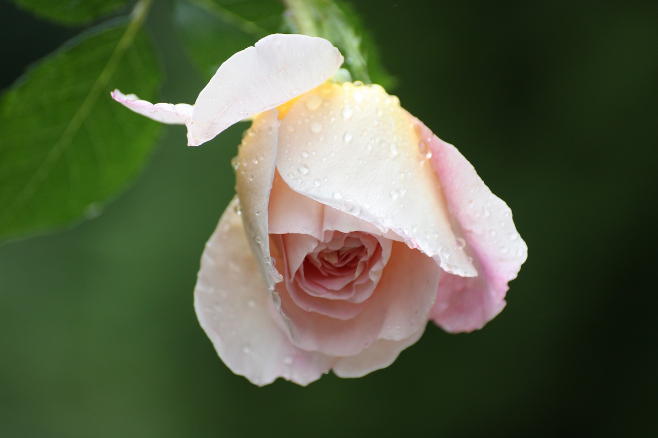 rose pink petal free photo