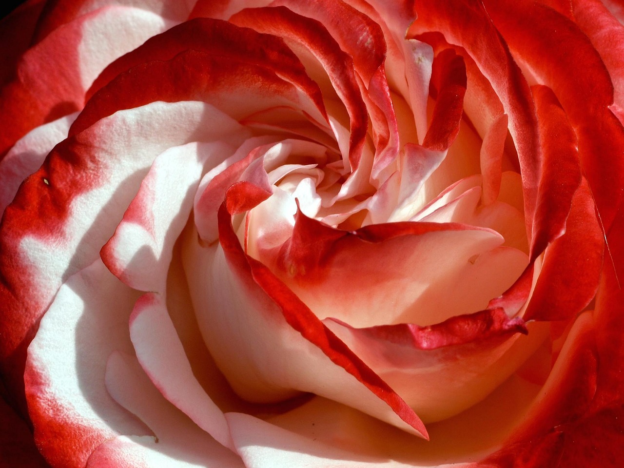 rose double delight spiral free photo