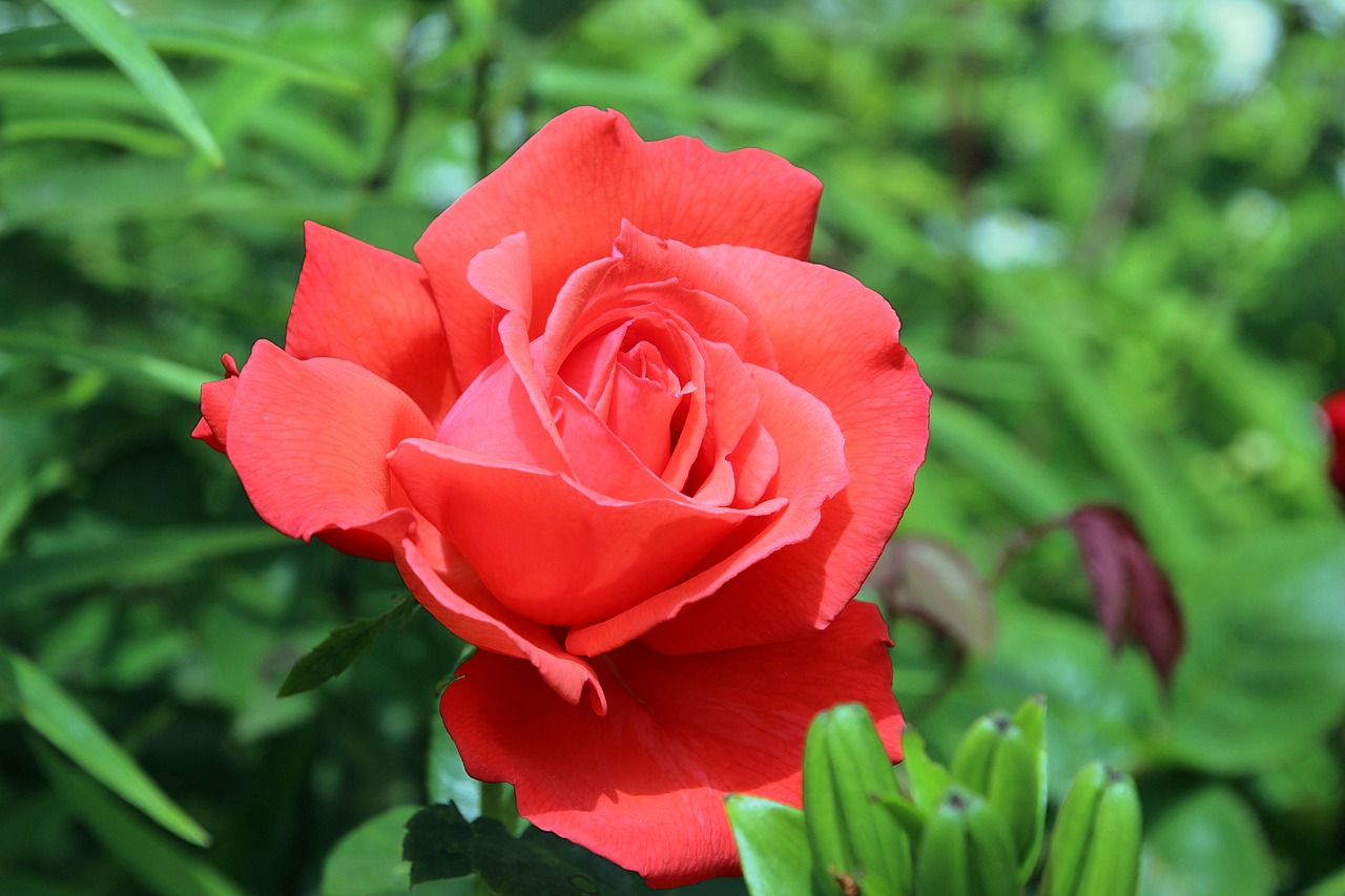 rose red flower free photo