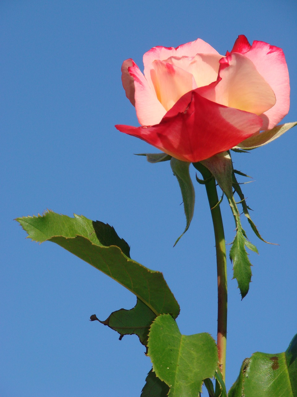 rose flower pink free photo