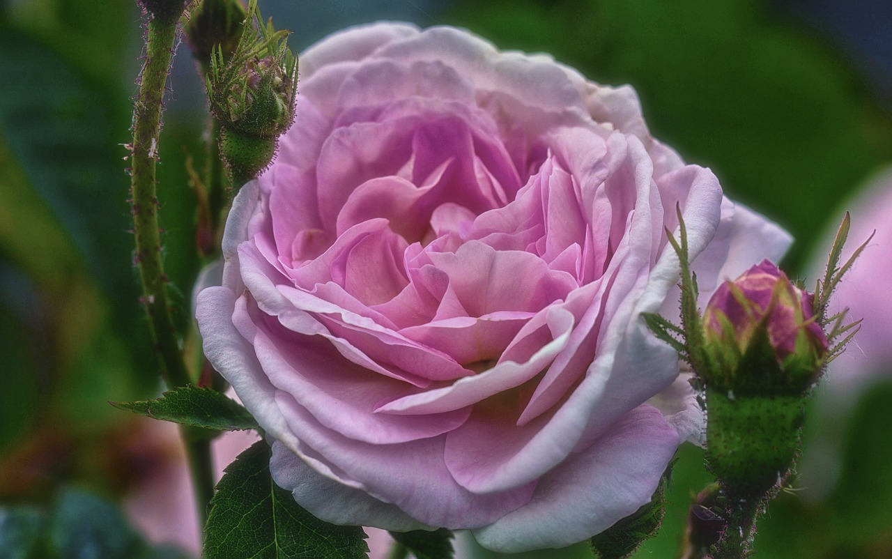 rose pink beautiful free photo