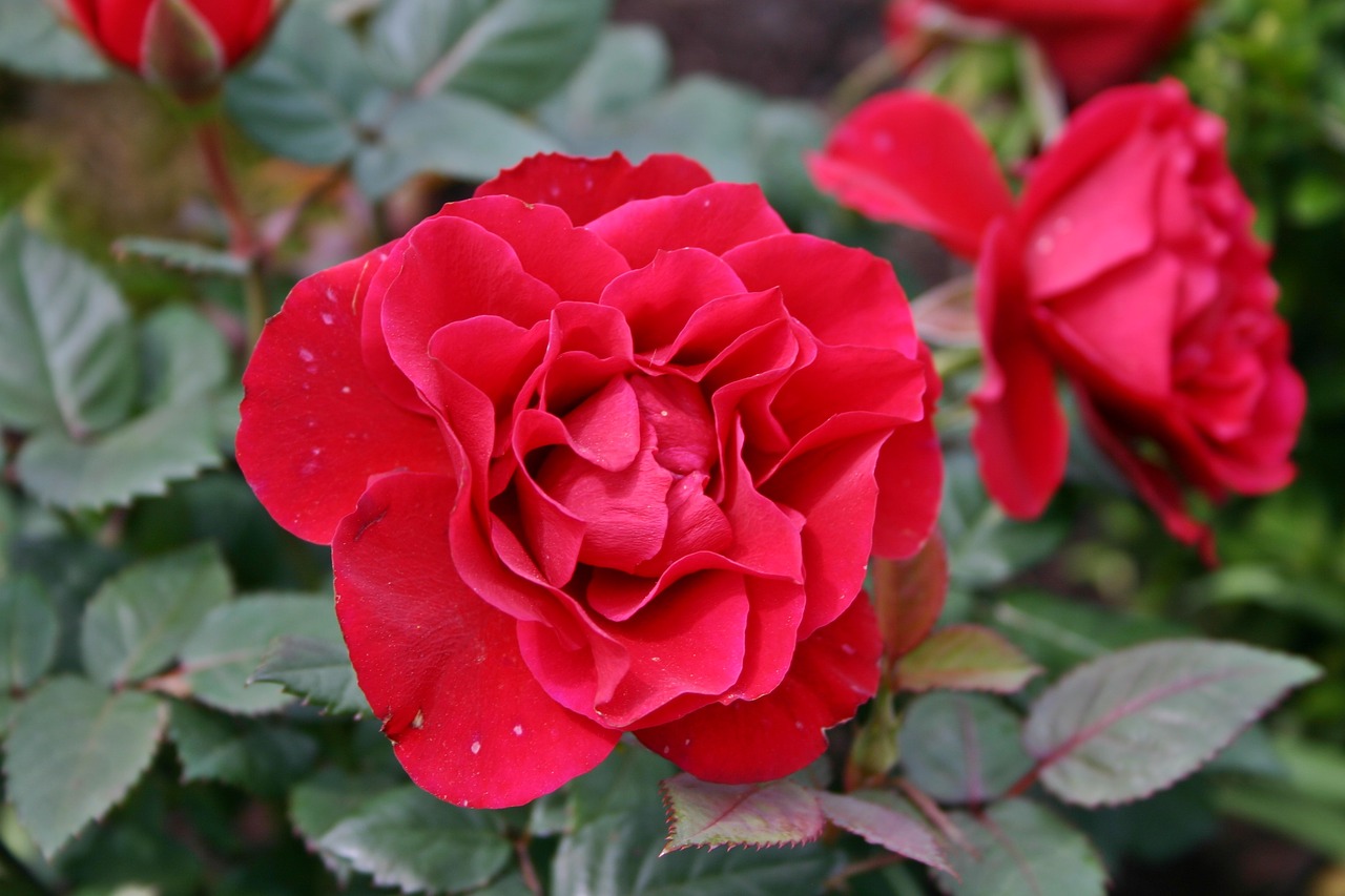 rose red blossom free photo