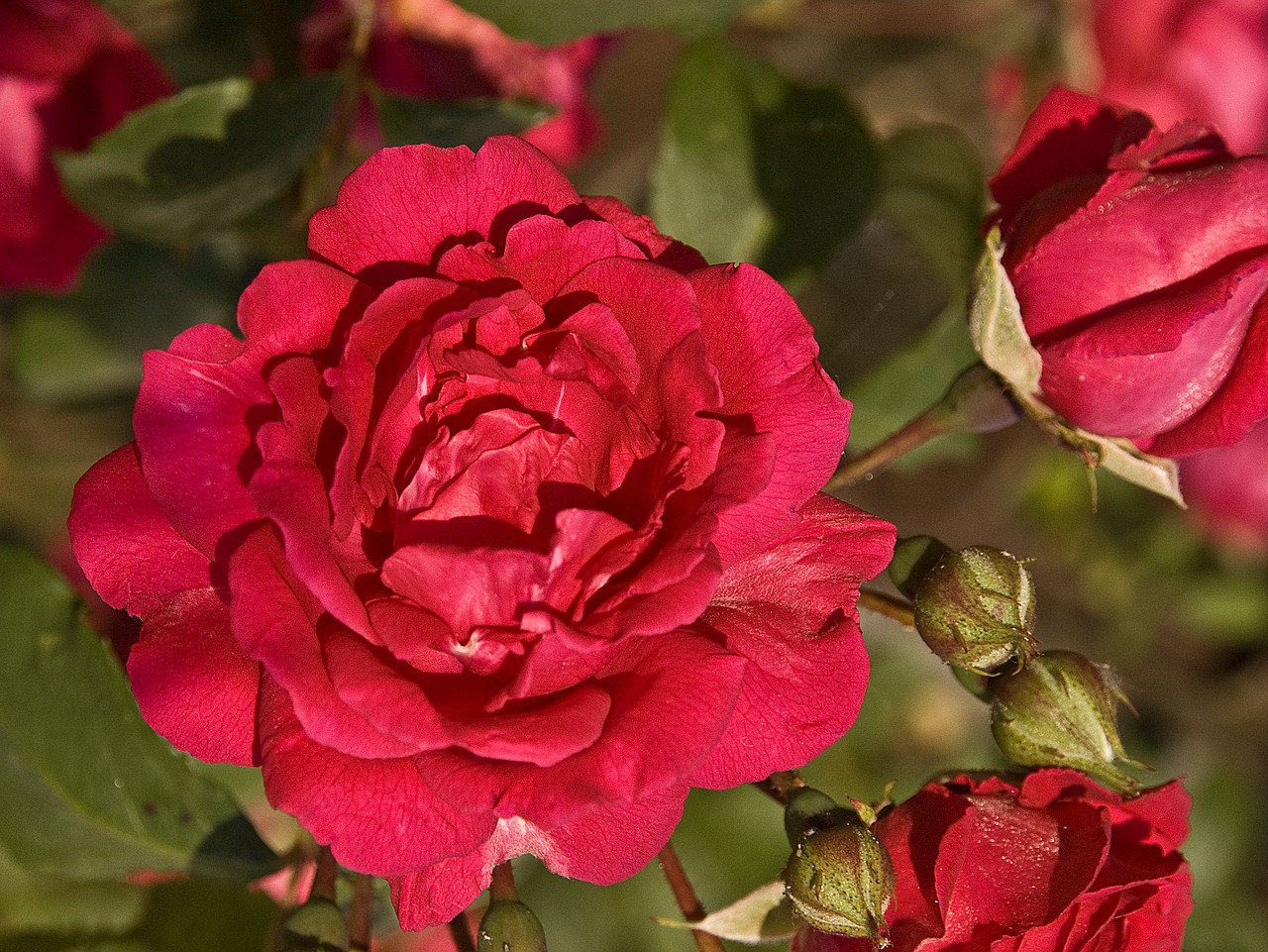 rose flower red free photo