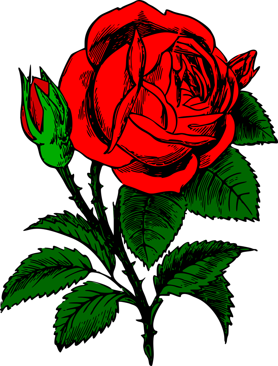 rose flower red free photo