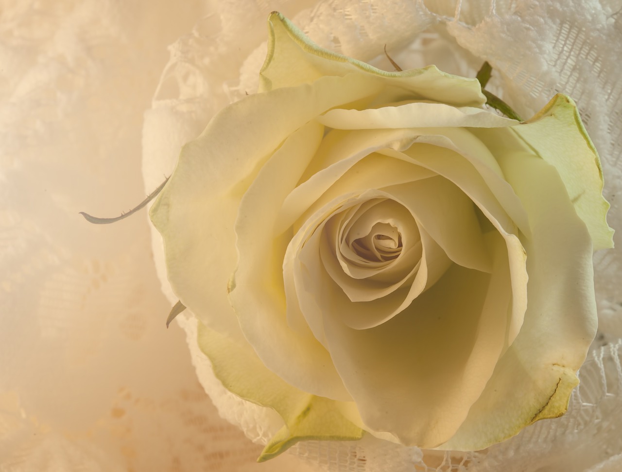 Edit free photo of Rose,white,lace,white rose,flower - needpix.com