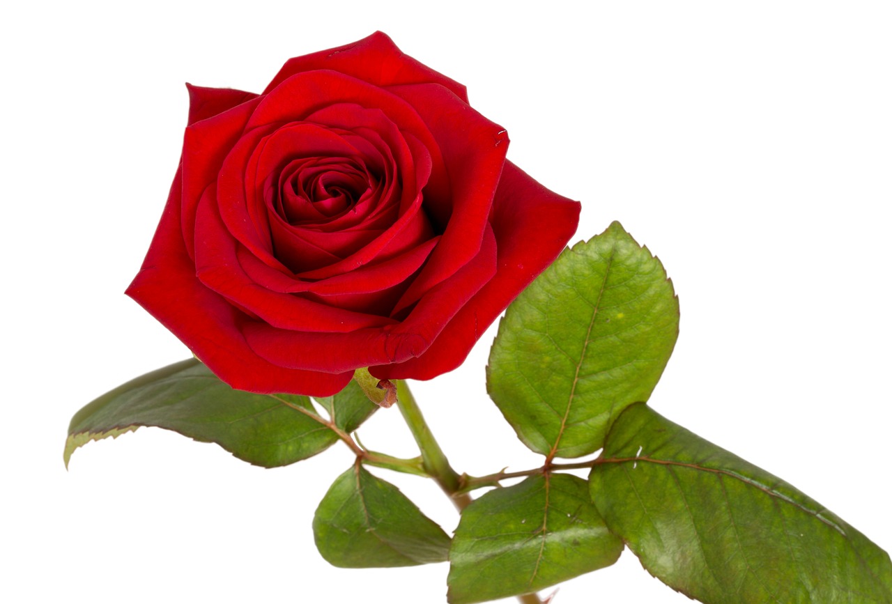 rose red red rose free photo