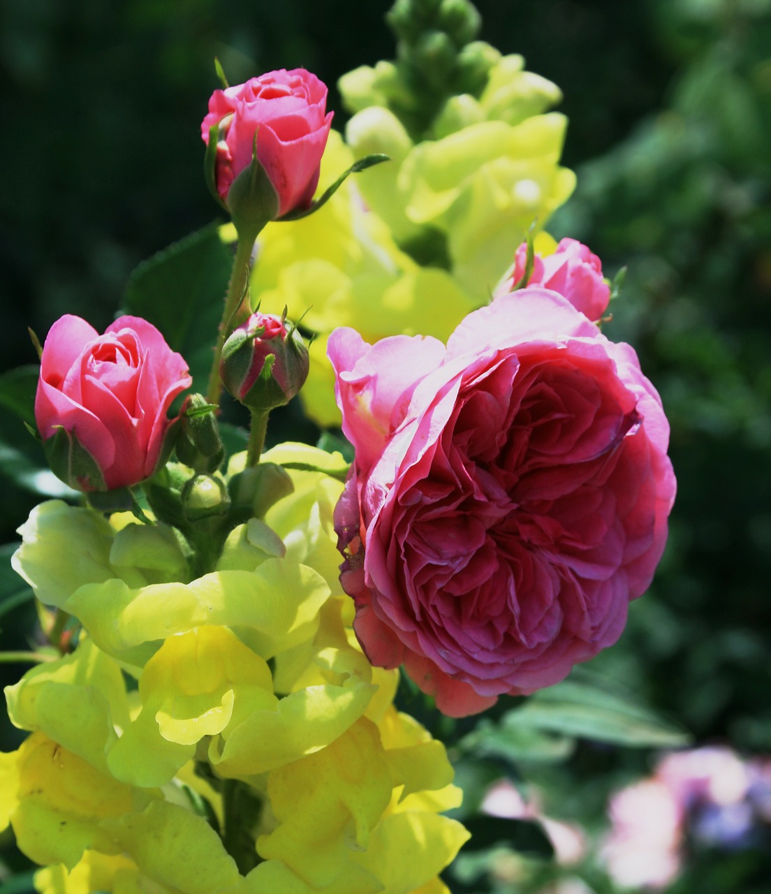 rose flower bloom free photo