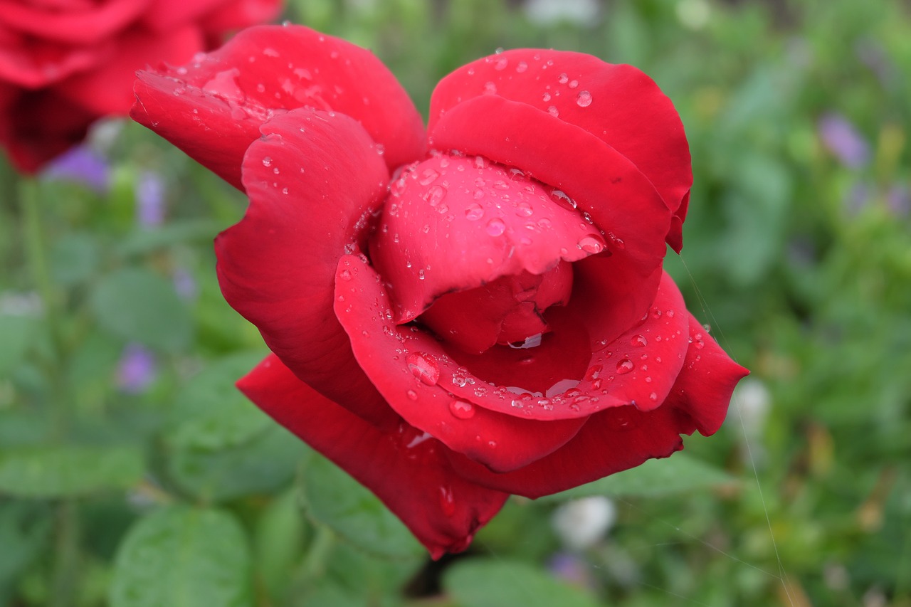 rose red red rose free photo