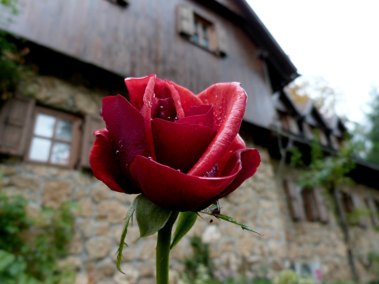 rose romantic flower free photo