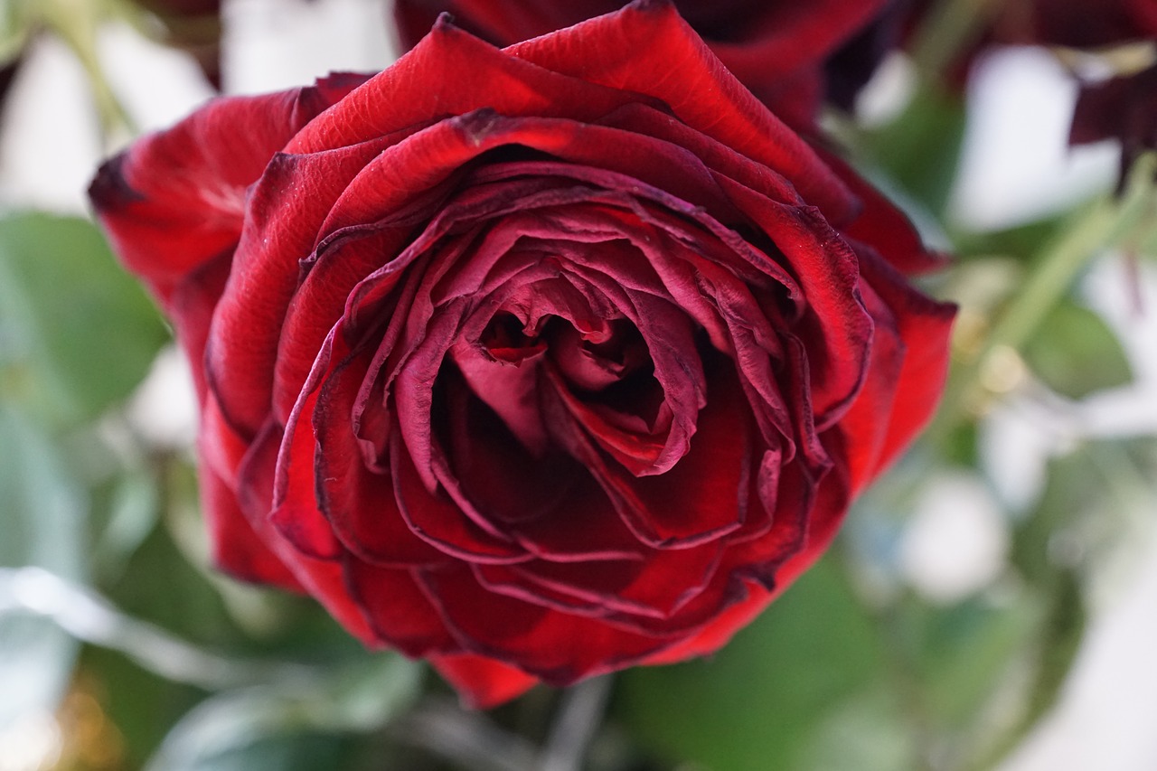 rose red love free photo