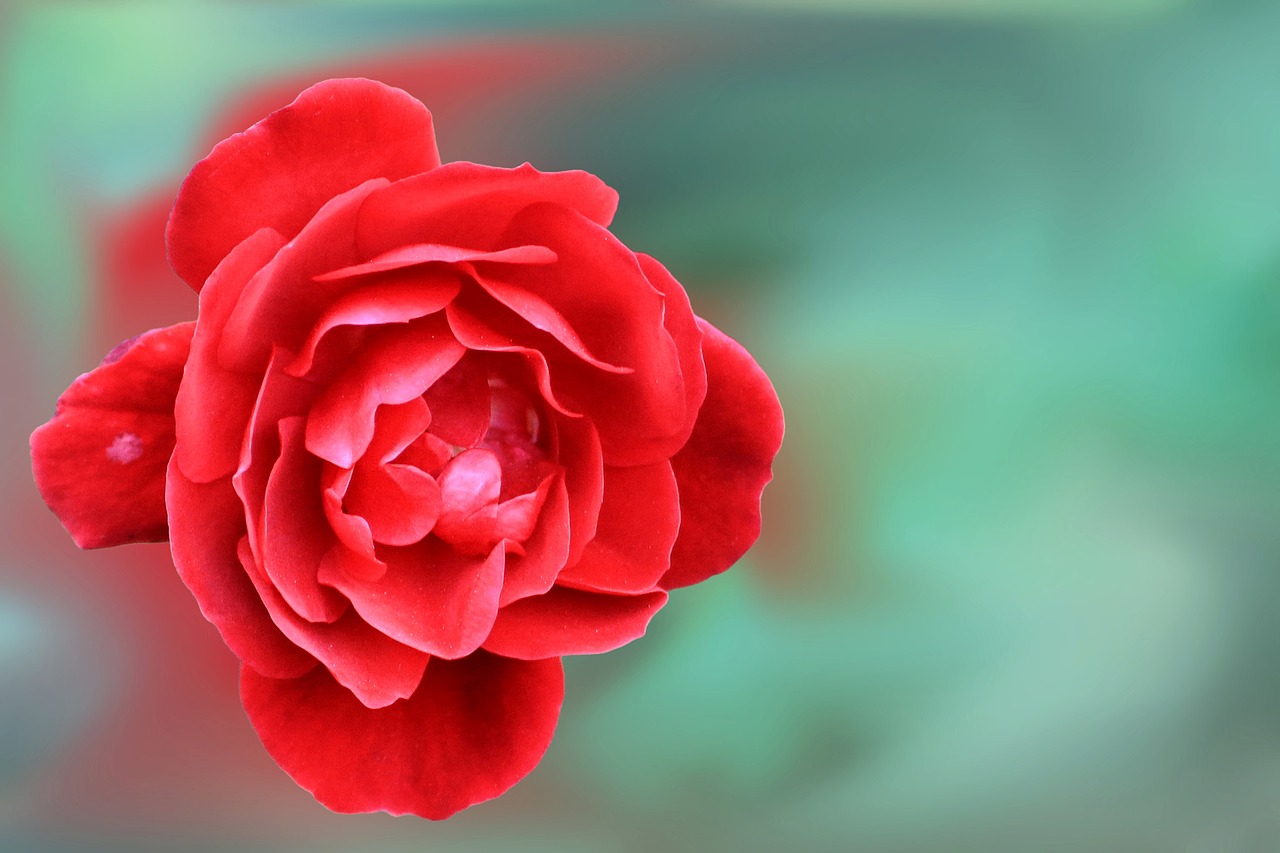 rose red flower free photo