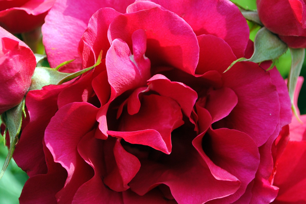 rose petals red rose free photo