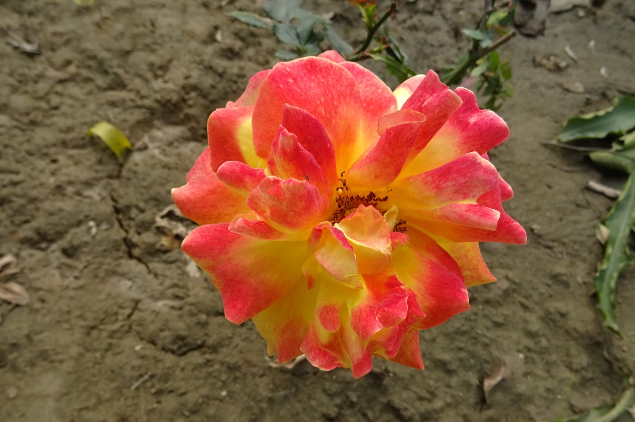 rose flower bicolor free photo