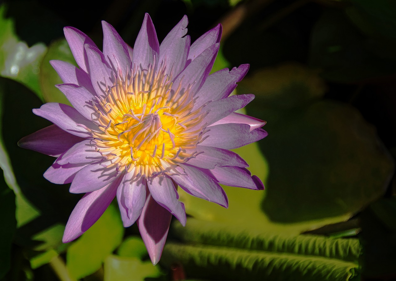 rose water lily plant free photo