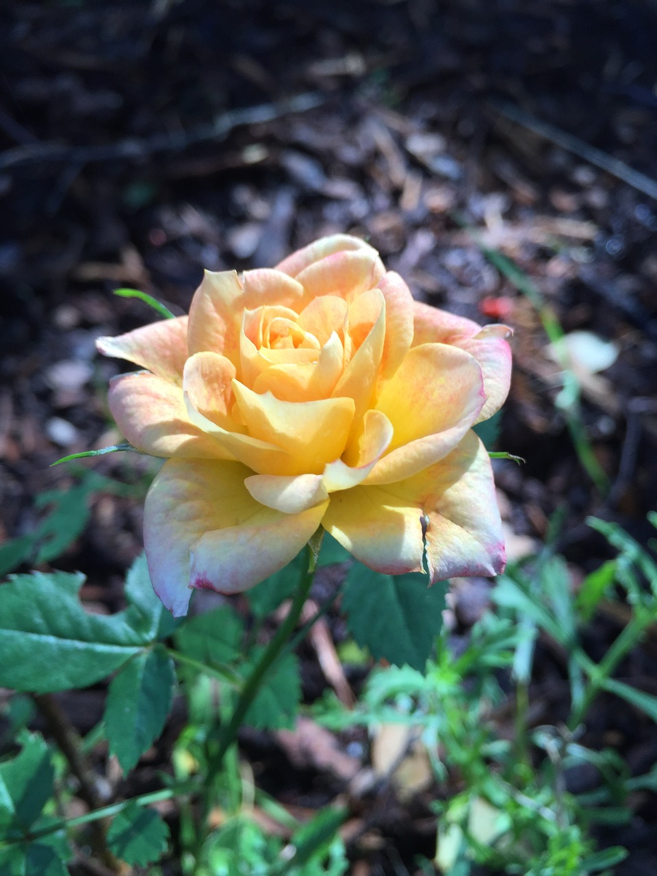 rose yellow rose garden free photo