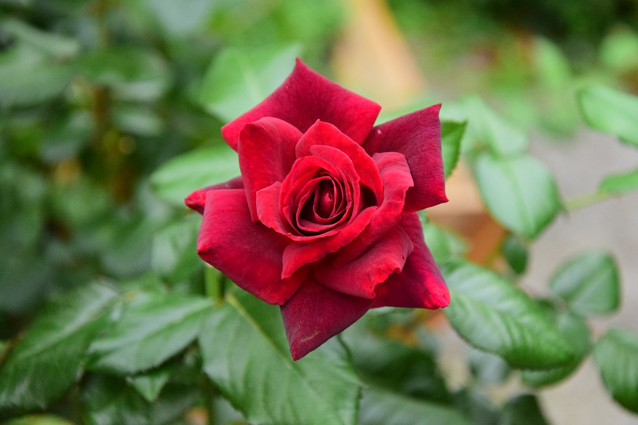 rose red rose rose blooms free photo