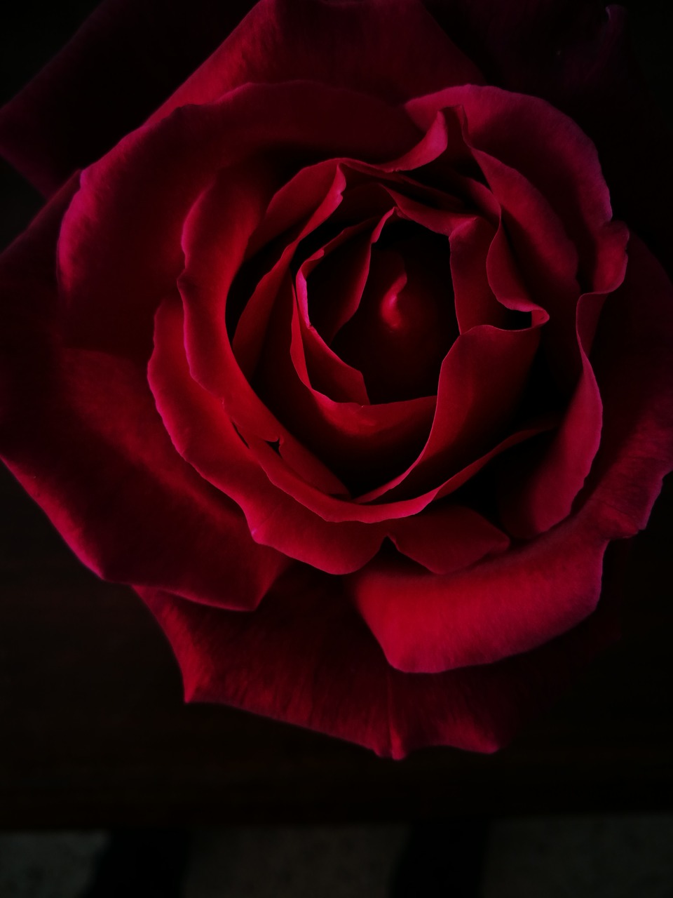 rose flower black free photo