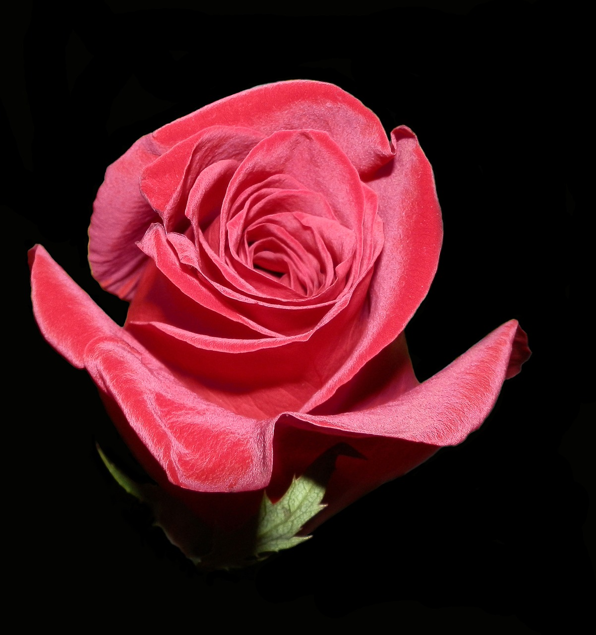 rose valentine red free photo