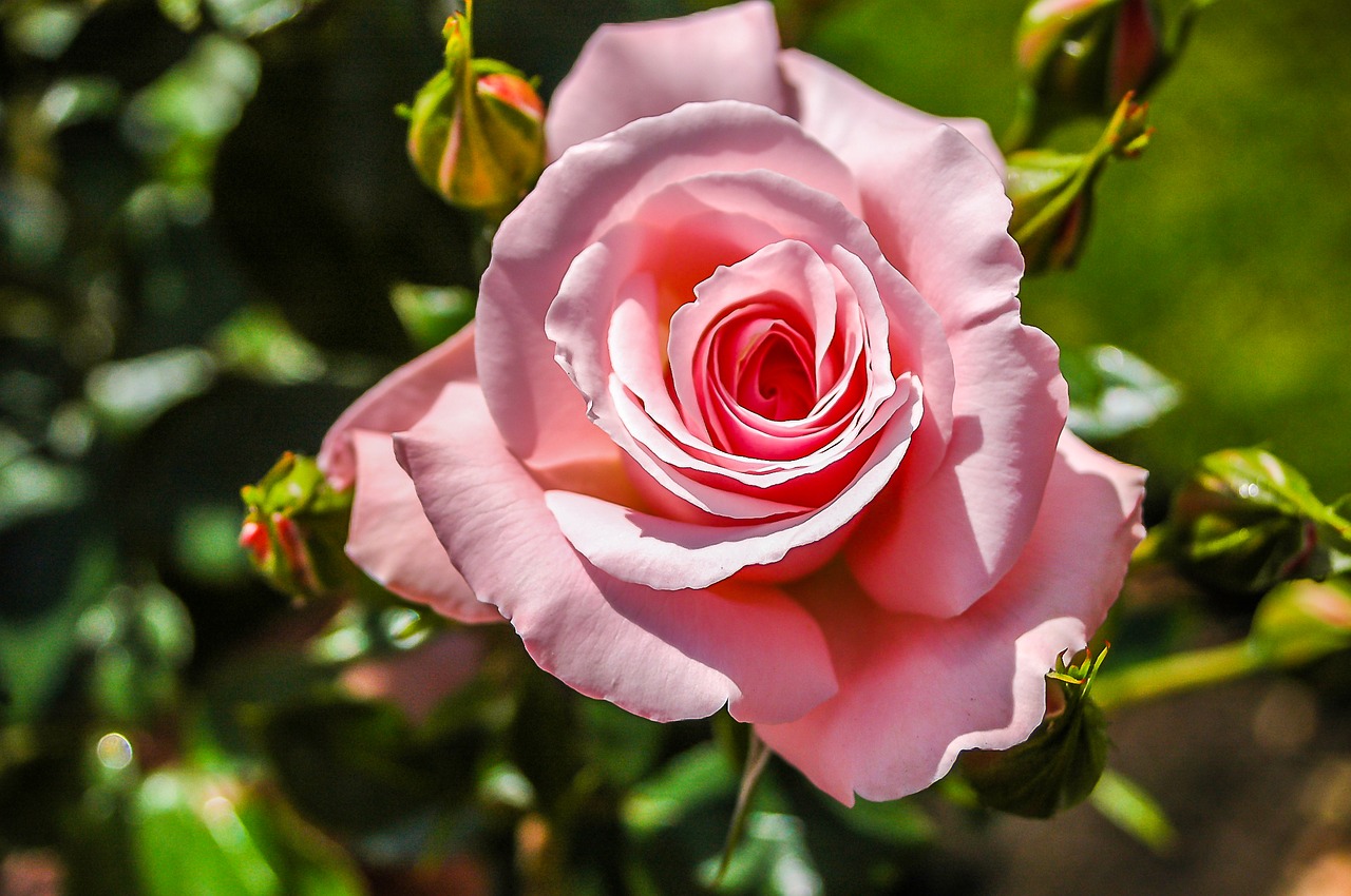 rose pink pink rose free photo