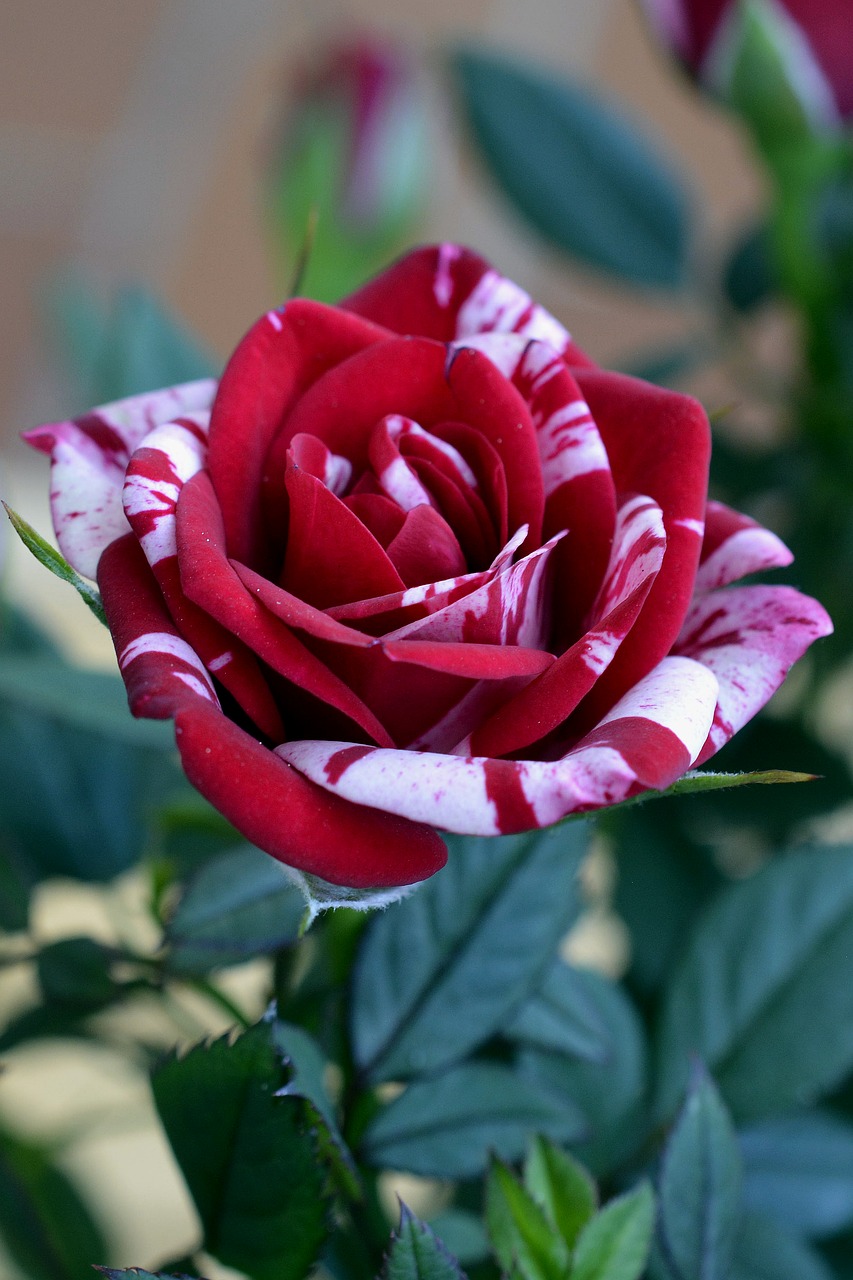 rose red flower free photo