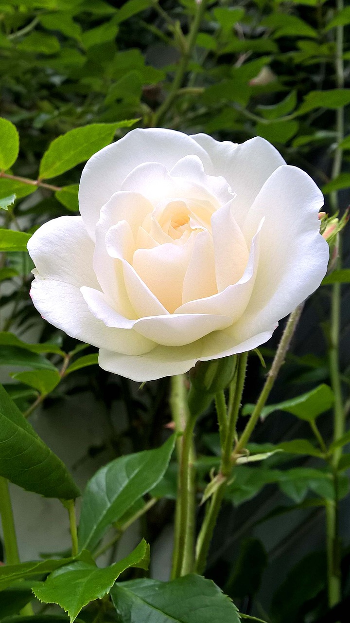 rose white blossom free photo