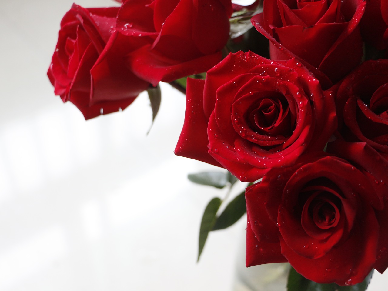 rose red rose valentine free photo