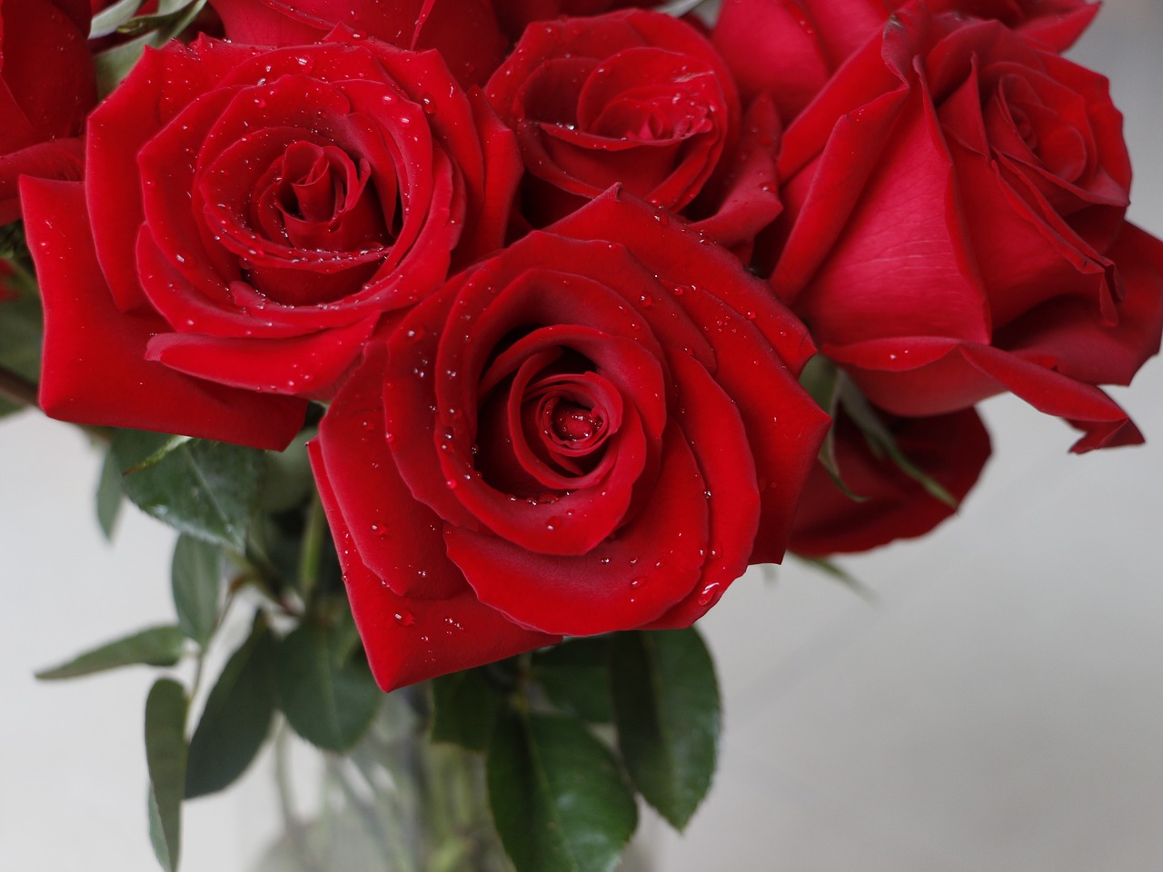 rose red rose valentine free photo