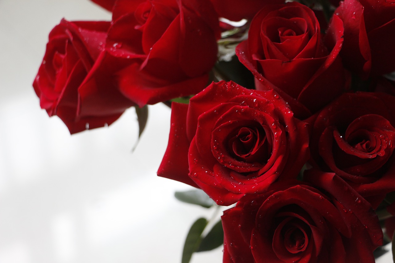 rose red rose valentine free photo