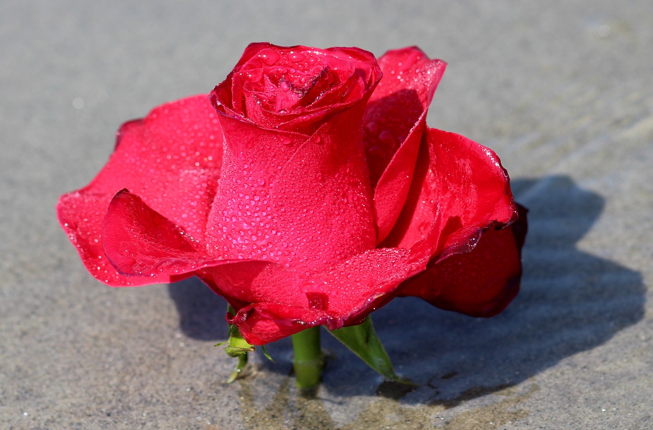 rose water flower free photo