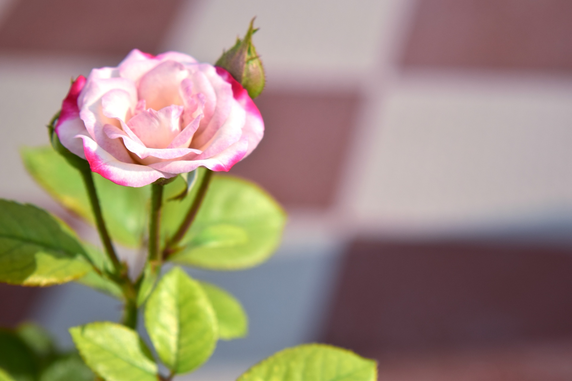 rose flower red free photo