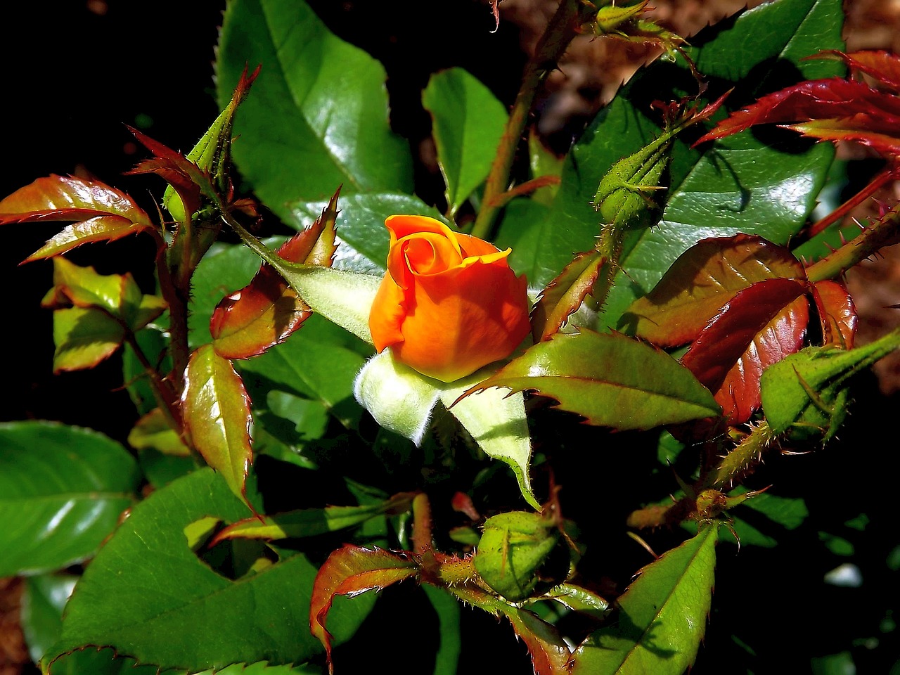 rose flower rose flower free photo