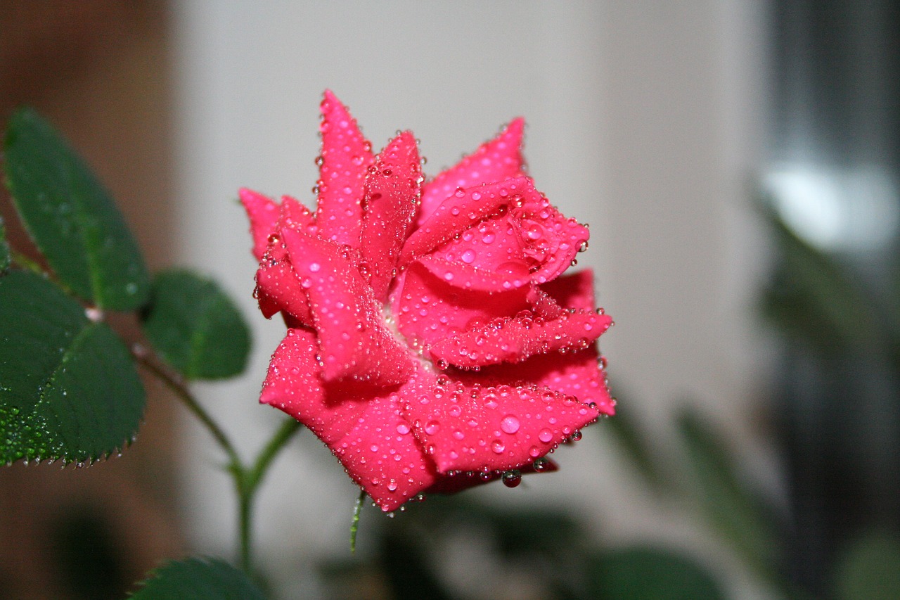 rose drops rosa free photo