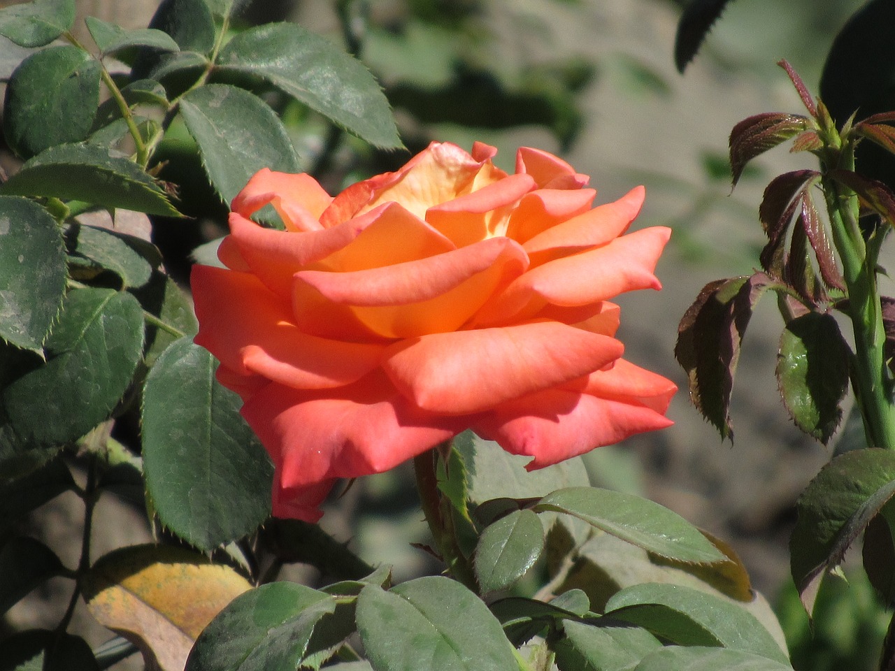 rose flower blossom free photo