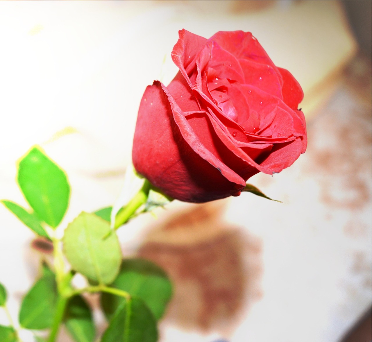 rose flower red free photo