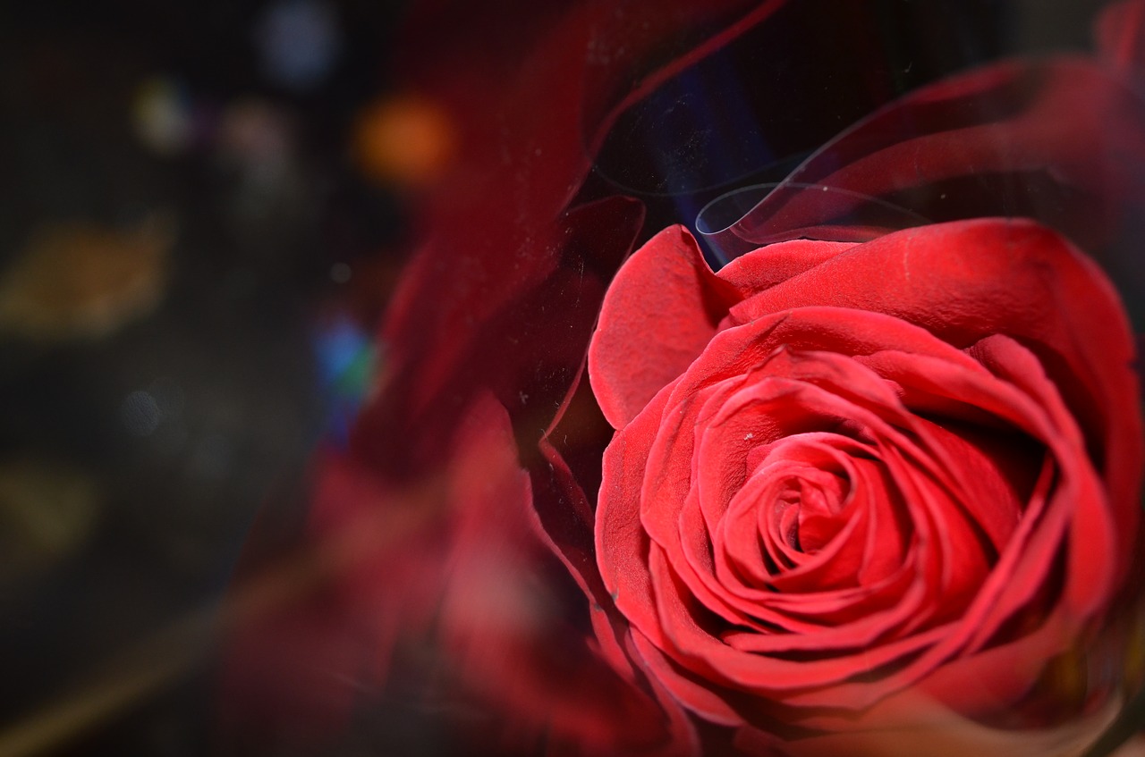rose red handsomely free photo